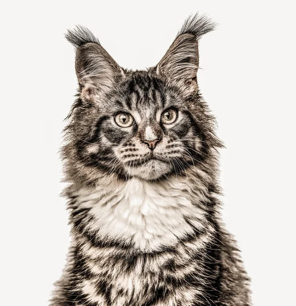 Nahaufnahme eines Maine Coon isoliert auf Weiß — Stockfoto