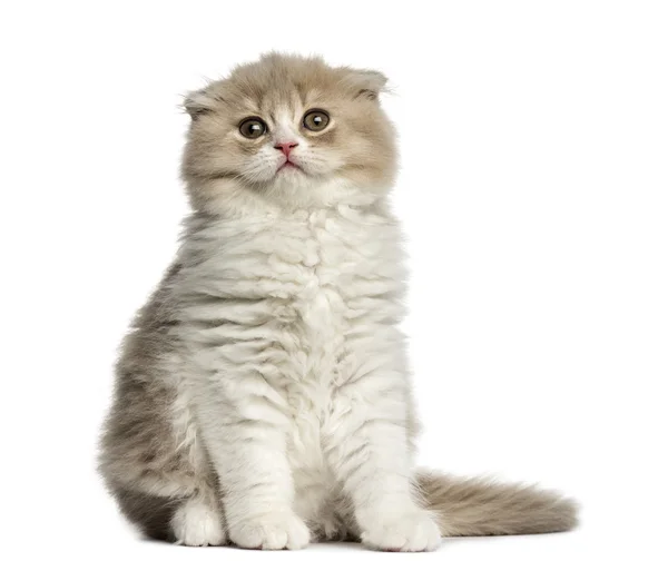 Highland Fold kitten sitting isolated on white — Stock Photo, Image
