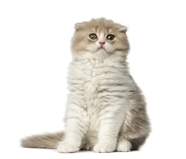 Highland Fold gatinho sentado isolado no branco — Fotografia de Stock