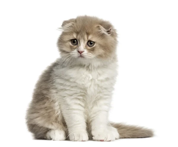 Highland Fold kitten sitting isolated on white — Stock Photo, Image