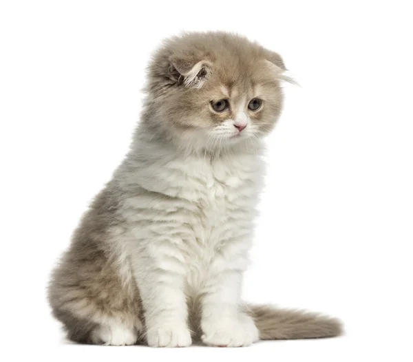 Highland Fold kitten sitting isolated on white — Stock Photo, Image