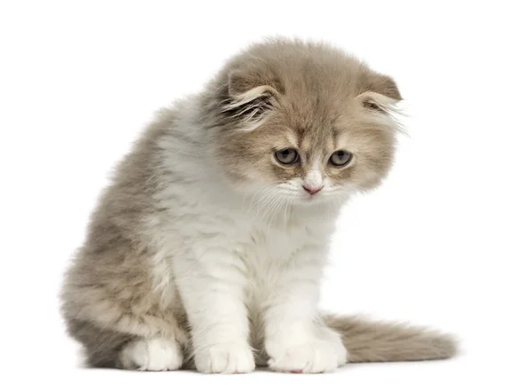 Highland Fold kitten sitting isolated on white — Stock Photo, Image