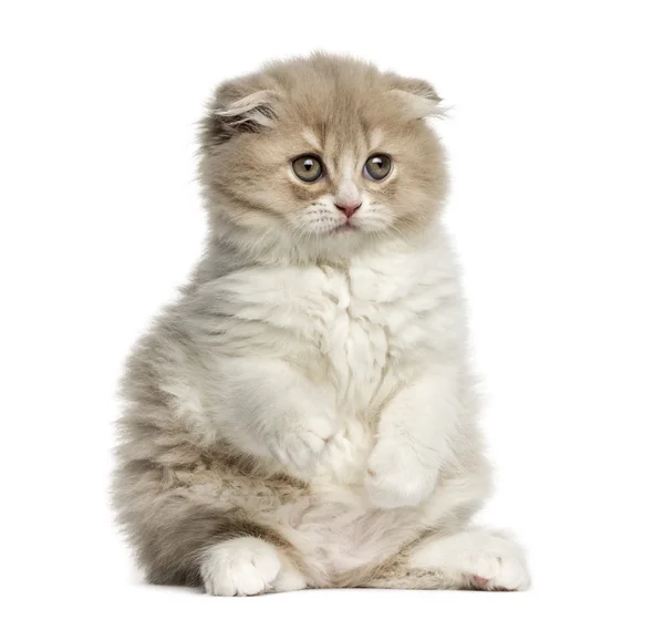 Highland wchodzisz kotek siedzi na tylnych łapach na białym tle — Zdjęcie stockowe