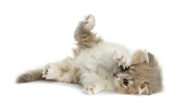 Highland Doblar gatito acostado en su lado aislado en blanco — Foto de Stock