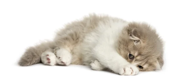 Highland Přeložte kotě ležící na boku izolované na bílém — Stock fotografie