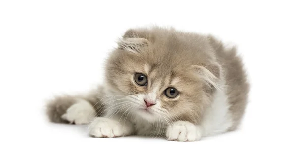 Young Highland Fold kitten lying down isolated on white — Stock Photo, Image