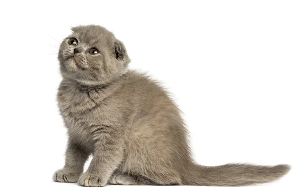 Foldex yavru kedi kadar izole üzerinde beyaz arıyorsunuz — Stok fotoğraf