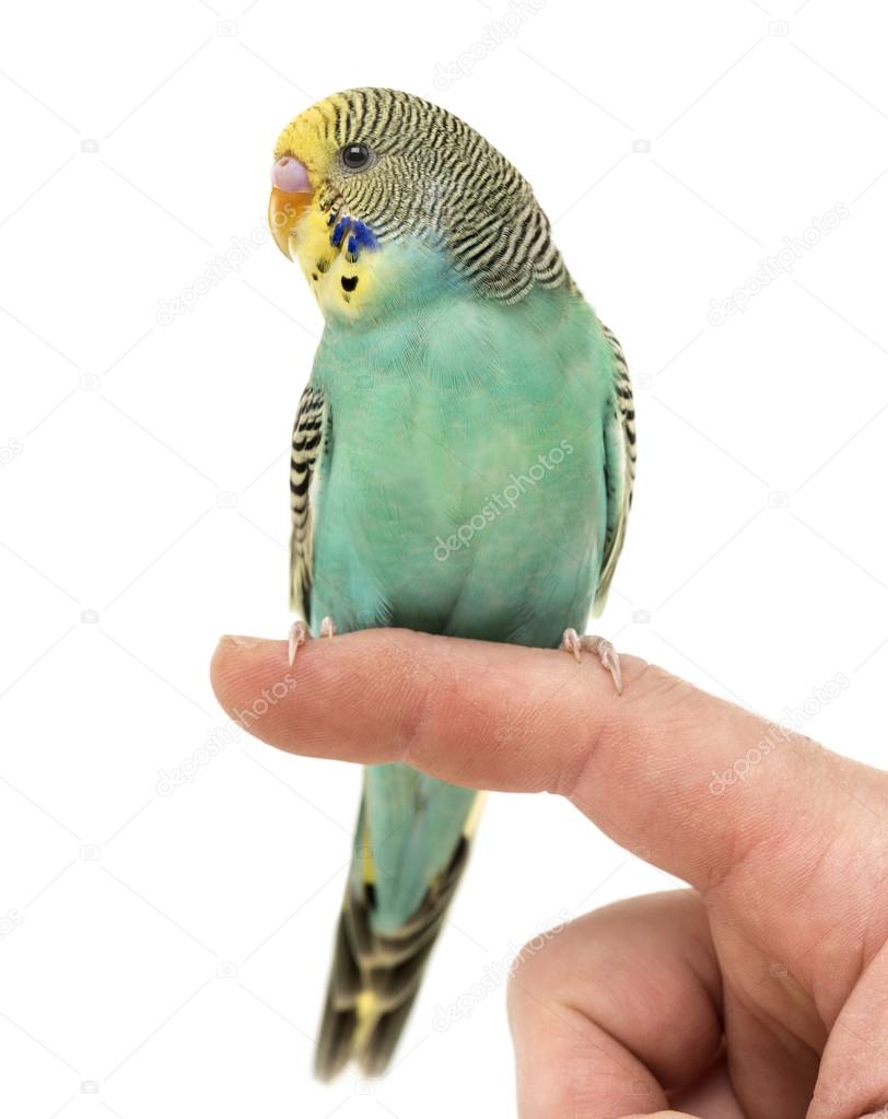 Budgerigar parakeet perched on a finger isolated on white