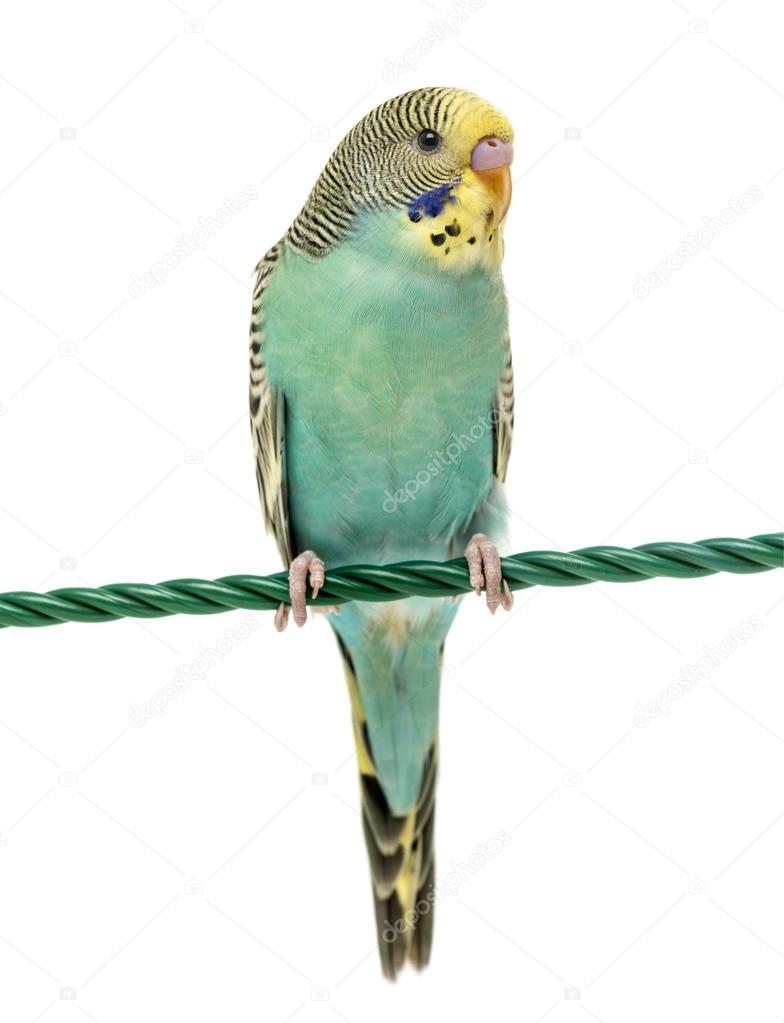 Budgerigar parakeet perched on a finger isolated on white