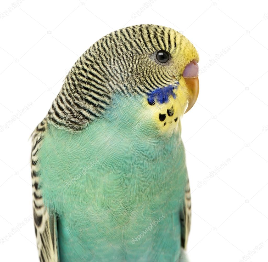 Close up of a Budgerigar parakee isolated on white