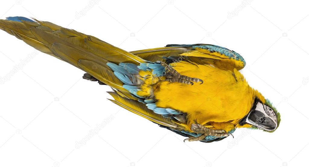 Blue-and-yellow Macaw lying on his back isolated on white