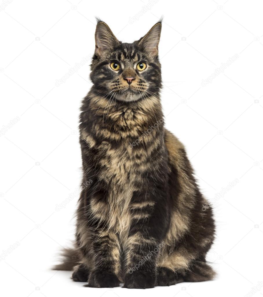 Maine Coon sitting and looking up isolated on white