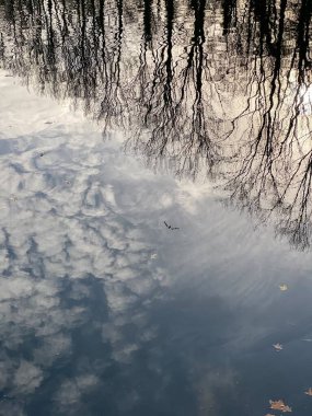 Gökyüzü, bulutlar, kuşlar ve ağaçlar bir kış günü durgun suda yansıyor