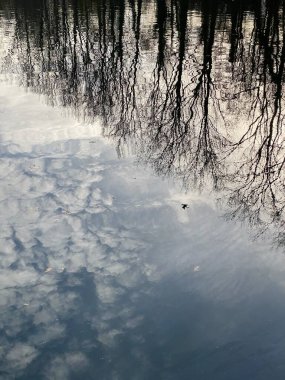 Gökyüzü, bulutlar, kuşlar ve ağaçlar bir kış günü durgun suda yansıyor