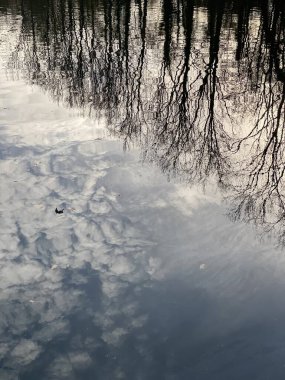 Gökyüzü, bulutlar, kuşlar ve ağaçlar bir kış günü durgun suda yansıyor