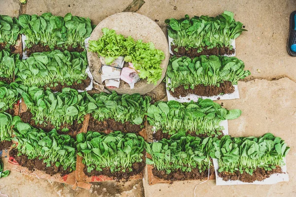 Loose Young Plant Ground Bac Market Vietnam — Stock Photo, Image