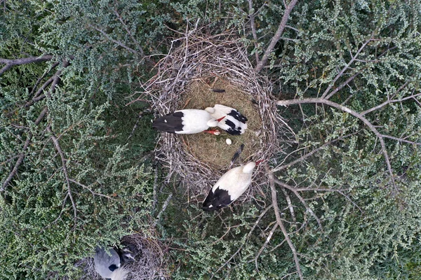 Aerial View White Stork Ciconia Ciconia Nesting Top Tree — Stock Photo, Image