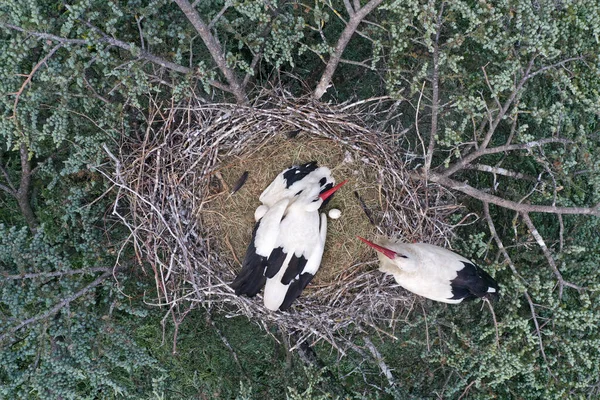 Aerial View White Stork Ciconia Ciconia Nesting Top Tree — Stock Photo, Image