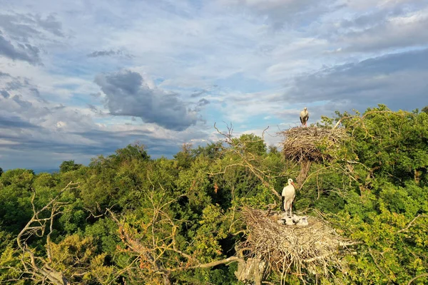 Aerial View White Stork Adult Chicks Ciconia Ciconia Nesting Top — Stock Photo, Image