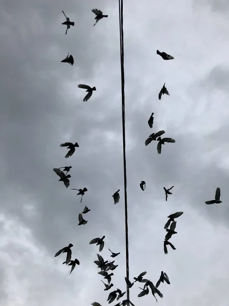 Bandada Aves Volando Sobre Alambre Fondo Nublado — Foto de Stock