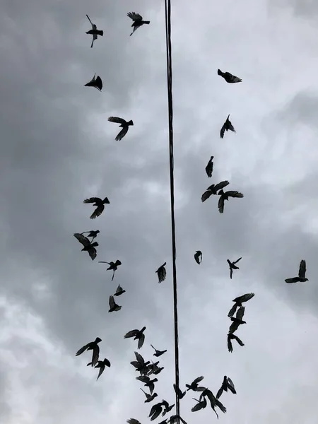 Troupeau Oiseaux Volant Dessus Fil Fond Nuageux — Photo