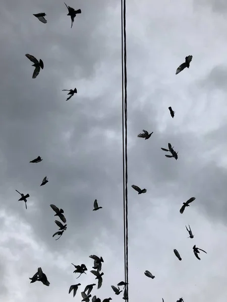 Flock Bird Flying Wire Cloudscape Background — Stock Photo, Image