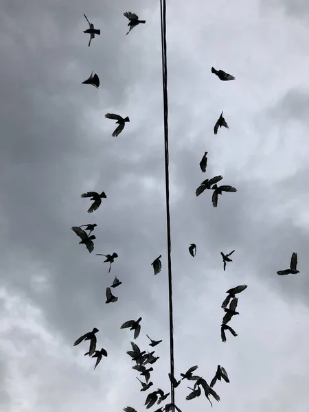 Pigeons Bird Soaring Black Wire Grey Cloudy Background Flying Birds — Stock Photo, Image