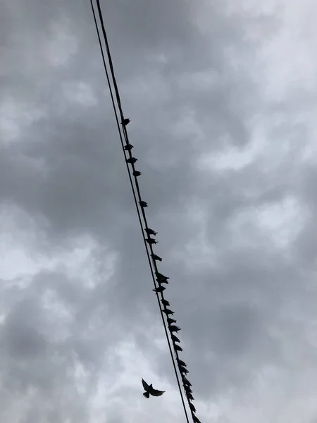 Vogelschwarm Fliegt Über Einen Draht Wolkenhintergrund — Stockfoto
