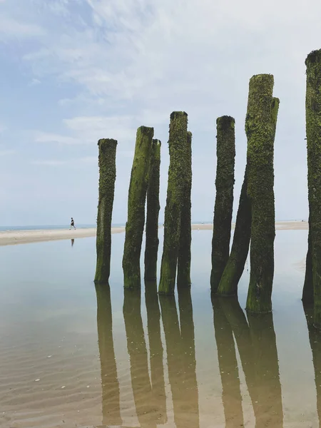 フランスのオパール号のコストで海岸のビーチで緑の海藻に覆われた砂と水の遮断器を歩く認識できない人 海水に反射する海水極は — ストック写真