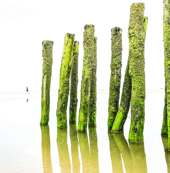 Personne Méconnaissable Marchant Sur Sable Les Brise Lames Couverts Algues — Photo