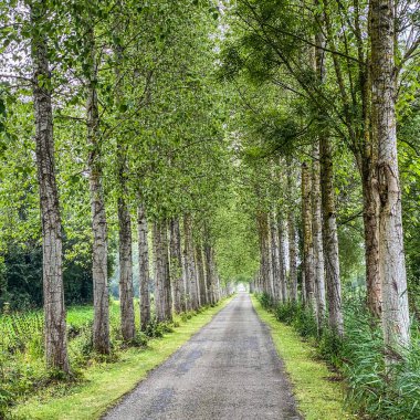 Fransa 'da ağaçların arasından geçen küçük yol, Noyelles-sur-Mer