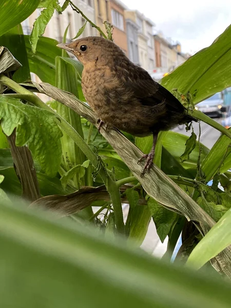 Jeune Oiseau Noir Dans Ville — Photo