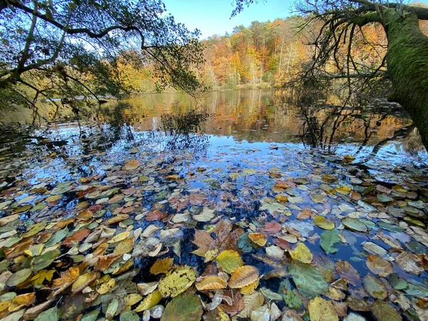 Foglie Morte Cadute Galleggianti Sulla Superficie Dell Acqua — Foto Stock