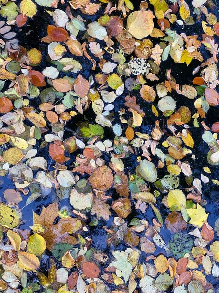 水面に浮かぶ落ち葉 — ストック写真