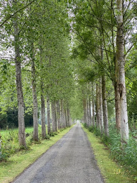 Pequena Estrada Que Atravessa Beco Das Árvores França Noyelles Sur — Fotografia de Stock