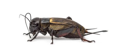 Kadın cırcır böceği, beyaz üzerine izole edilmiş.