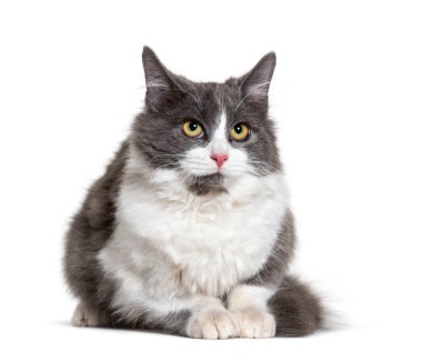 Oturan genç melez kedi beyaz ve gri