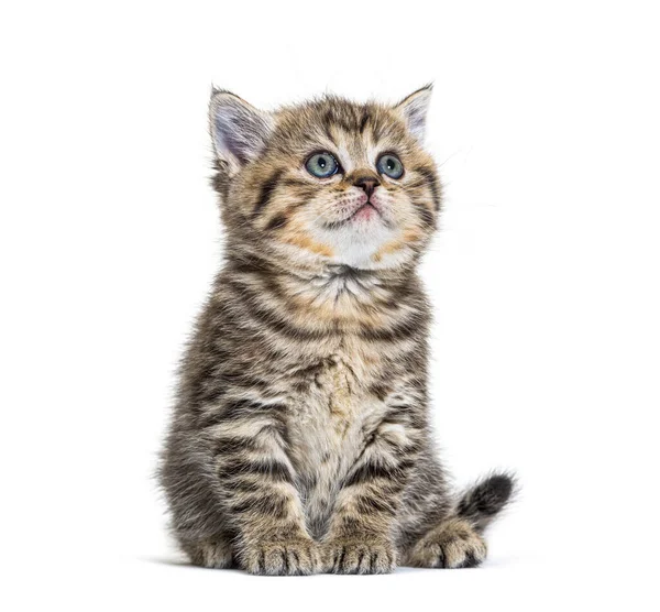 Cute Kitten British Shorthair Isolated White — Stock Photo, Image