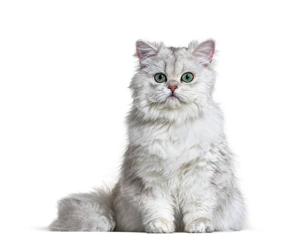 Grey British Longhair Seduta Sfondo Bianco — Foto Stock