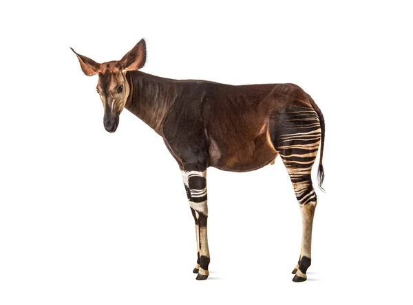 Okapi Okapia Johnstoni Fehér Alapon Izolálva — Stock Fotó