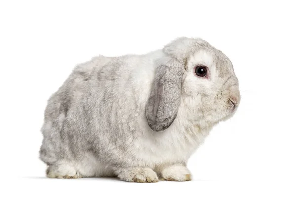 Серый Лопский Кролик Изолированный Белом — стоковое фото