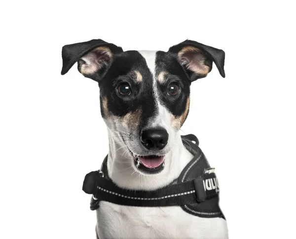 Jack Russel Terrier Wearing Harness — Stock Photo, Image