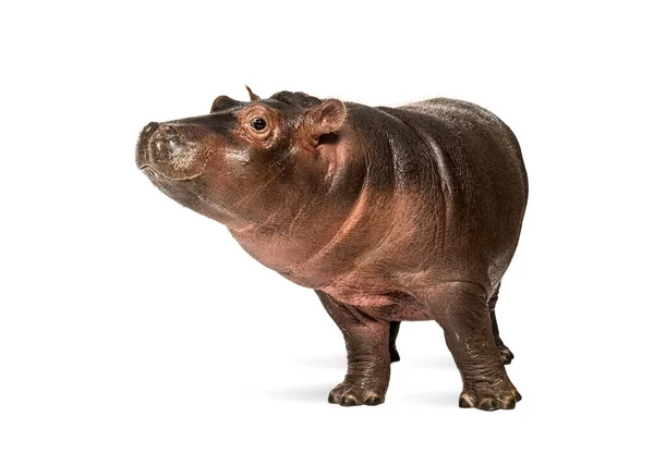 Hippo Bezerro Meses Isolado Hippopopotamus Amphibius — Fotografia de Stock