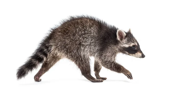 Side View Young Walking Raccoon Isolated White — Stock Photo, Image