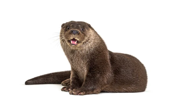 Adult European Otter Looking Camera Isolated — Stock Photo, Image