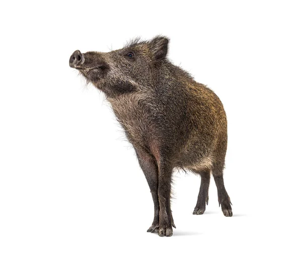 Wildschweine Schauen Auf Vereinzelt Auf Weißem Grund — Stockfoto