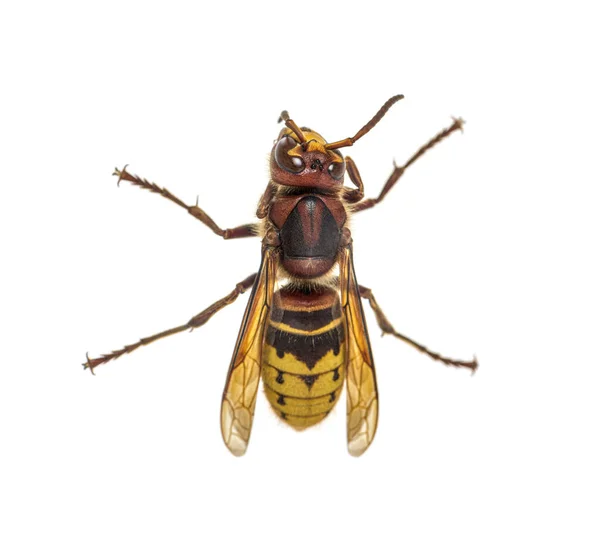 Hornet Vespa Crabro — 스톡 사진