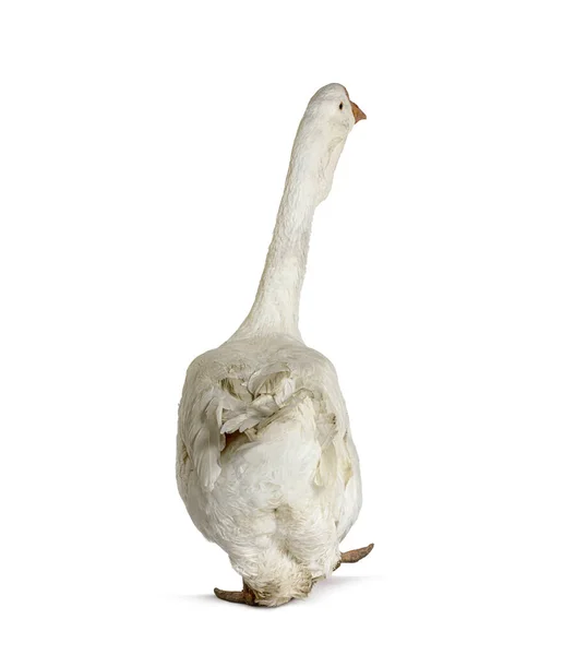 사라지는 Kholmogory Goose 뒷모습 — 스톡 사진