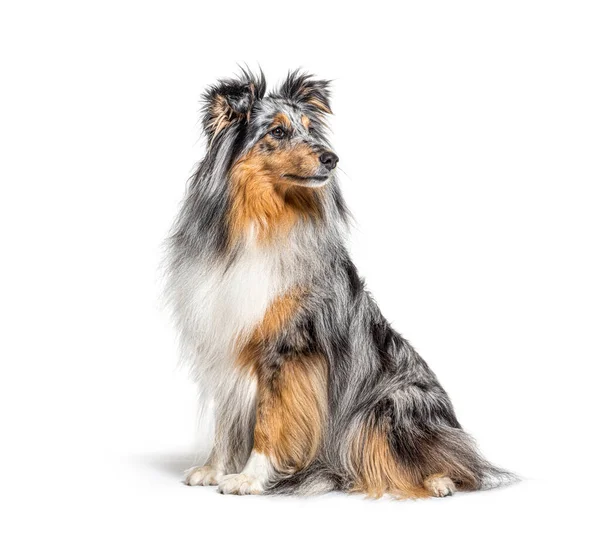 Sedící Modrý Merle Sheltie Izolované Bílém — Stock fotografie