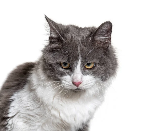 Zbliżenie Młody Krzyżówka Kot Niebieski Oko — Zdjęcie stockowe